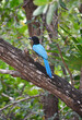 Egzotyczny niebieski ptak w Kostaryce