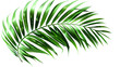 © Nano Photos - tropical green leaf isolated on white