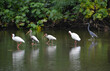 Tropikalna dżungla w Kostaryce i egzotyczne ptaki (ibis, czapla)
