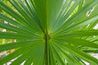 Fraktale w naturze - liść egzotycznej palmy, rośliny tropikalnej