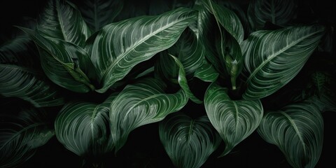 Leaves of spathiphyllum cannifolium abstract green dark texture nature background tropical leaf decorative background scene