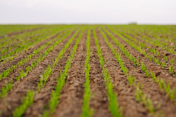 Sprouts of young barley or wheat that have just sprouted in the soil, dawn over a field with crops. Agriculture concept.