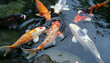 Koi fish in the pond, hungry fish, red gold carp  fishes , symbol of prosperity, luck and longevity