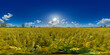 agricultural rapeseed field under a blue summer sky 360° vr equirectangular environment