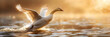 swan-shaped splash on a calm lake at dawn Swan takes flight during the golden hour Superb swan neck erect and flapping its wings. Bird landing on a lake in the countryside.