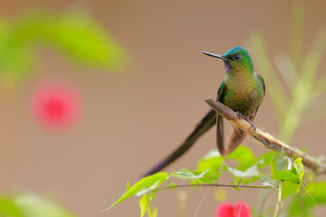 Wall Mural - Violet-tailed Sylph - male (Aglaiocercus coelestis) Ecuador 