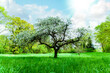 Cherry tree in wild nature in the natural meadow with sun and sunrays