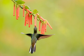 Wall Mural - White-tailed Hillstar (Urochroa bougueri) Ecuador