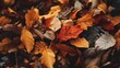 A detailed image of a pile of assorted autumn leaves, showcasing a variety of shapes, colors, and stages of decay