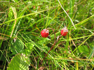 Two red strawberries in the grass