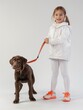 A smiling young girl holding a leash with her attentive chocolate labrador dog on a white backdrop.