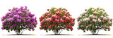 Fototapeta  - set of rhododendron bushes, full and vibrant, isolated on transparent background