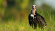 White headed Vulture seeks food while perched on grass