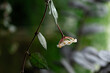 Hoya Krohniana Black Leaves Flower, Plant Care