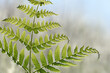 Young fern leaves in the forest. Beautiful morning light. Blurred background.