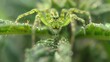 Green Lynx Spider Found on a Plant