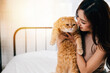 In this close-up, a woman lovingly holds her cute long-haired kitty, a beautiful orange Scottish Fold cat. The image conveys the warmth and connection between pet and owner in a home setting.