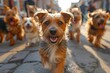 Professional dog walking service: Assorted breeds on city jaunt