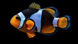 Clown fish with dark background