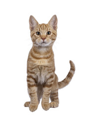 Wall Mural - adorable european shorthair cat kitten, standing on edge facing front ready to to jump. looking stra