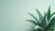 An Aloe Vera plant presented against a soft pastel background, emphasizing its succulent leaves and medicinal properties.
