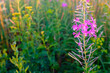 A fireweed flower on meadow, selective focus. Bloom fireweed plant for publication, design, poster, calendar, post, screensaver, wallpaper, postcard, banner, cover, website. High quality photo