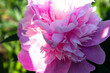 Pink peony flower blooms. Bright peony bud for poster, calendar, post, screensaver, wallpaper, postcard, banner, cover, website, copy space for your design or text. High quality photo