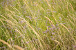 Grass field waving in the wind from right to left, selective focus. Sedge meadow background for publication, poster, calendar, post, screensaver, wallpaper, cover, website. High quality photo