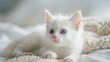 Cute White Kitten at Home Up Close Portrait