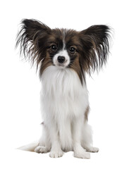 Cute white with brown Epagneul Nain Papillon dog puppy, sitting facing front looking towards camera. Isolated cutout on transparent background.