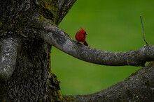 Male Cardinal Perched On A Branch Of A Tree.