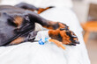 A dachshund is given a drip in a dog hospital. The dog is anesthetized and lies on the operating table. Closeup.