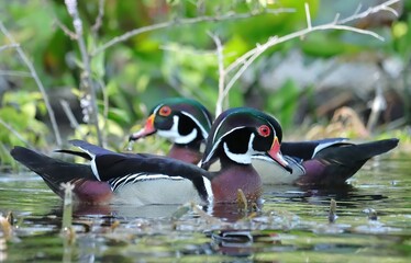 Wall Mural - Beautiful Striking Colors Male Wood Duck Silver Springs State park