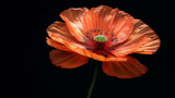 Fototapeta  - Detailed view of a single poppy flower against a black background, spotlighting the stark beauty and somber symbolism, high-resolution