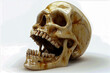 Human skull laughing. 