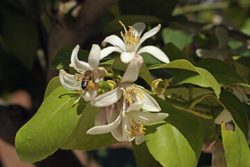 Wall Mural - lemon plant in full bloom, close up of flowers and buds