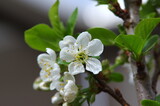 Fototapeta Las - cherry blossom