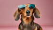 Dachshund with sunglasses on pink background. Studio stylish dog fashion wallpaper.