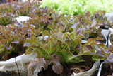 Fototapeta Łazienka - Fresh organic red oak lettuce growing on a natural farm.