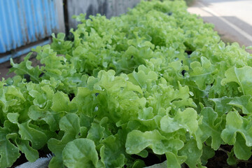 Wall Mural - Fresh organic green oak lettuce growing on a natural farm.