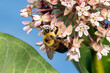 Closeup of common Eastern Bumble Bee on swamp milkweed wildflower. Insect and nature conservation, habitat preservation, and backyard flower garden concept.