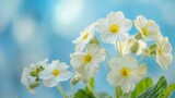 Fototapeta  - A macro of spring forest white primroses against a blue sky background. Blurred gentle sky-blue background. Beautiful romantic nature background with text.