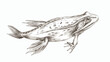 Frogs tadpole drawn in vintage style. Etching amphibi