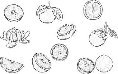 Set of orange drawing on isolated background. Out line of whole orange, sliced, cut pieces and leaves. Citrus fruit illustration on isolated background.