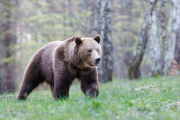 Brown bear, Ursus arctos walking in a birch forest on a mountain meadow. Dangerous animal in natural habitat . Wildlife scenery from Slovakia. 