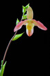 Phragmipedium Noirmont, a hybrid slipper orchid flower from south American species