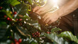 Coffee picker harvesting red berries, closeup detail to hands only. Generative AI