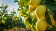 Lemon orchard, bright yellow hues, clear sky, detailed shot focusing on ripe lemons