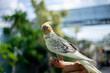 © MR KIM - the female  Cockatiel Nymphicus commonly retains the horizontal barring on the underside of her tail feathers.