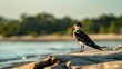 A bird stands on sand near water